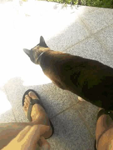 a cat standing next to a person wearing sandals
