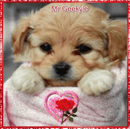 Mrgeekyle Puppy GIF - Mrgeekyle Puppy Cute GIFs