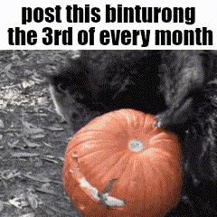 a black and white photo of a pumpkin with the caption post this binturong the 3rd of every month