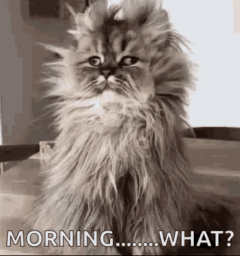 Funny Animals Cat GIF - Funny Animals Cat Messy GIFs