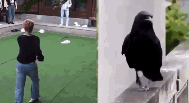 a woman standing on a lawn next to a black bird