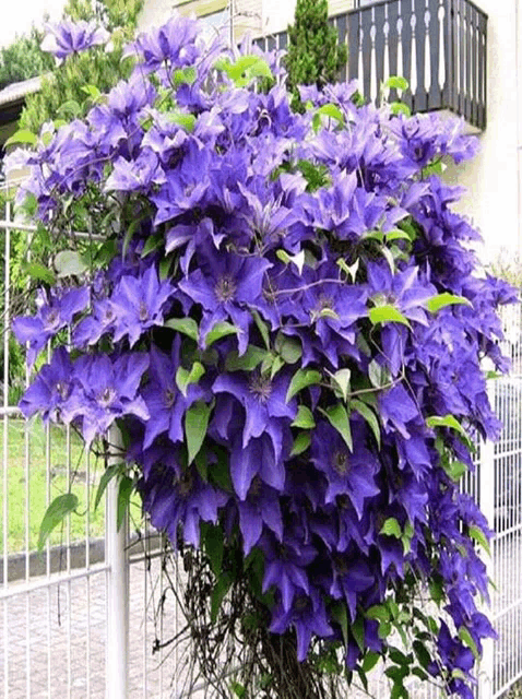 a bush with purple flowers growing on a fence