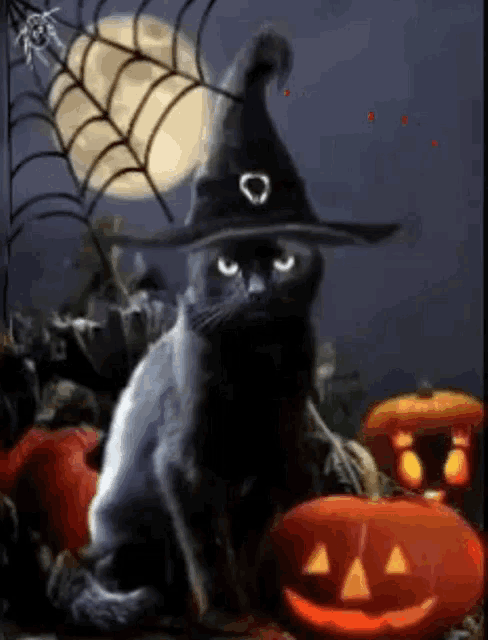 a black cat wearing a witch hat is surrounded by pumpkins and spiders