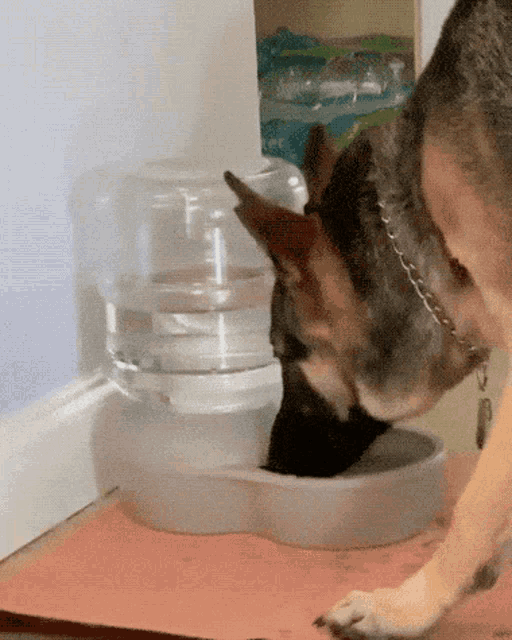 Wtf Is Going On So Confused GIF - Wtf Is Going On So Confused Dog GIFs