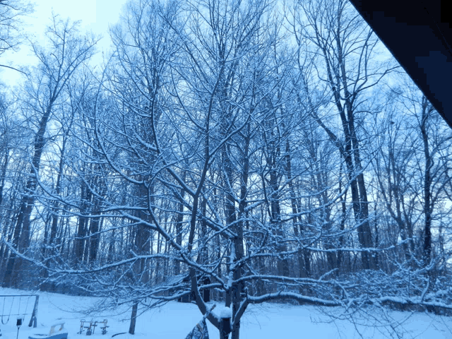 a snowy forest with trees covered in snow and a swing set in the foreground
