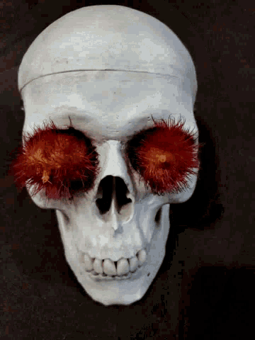 Skull Close Up GIF - Skull Close Up Skeleton GIFs