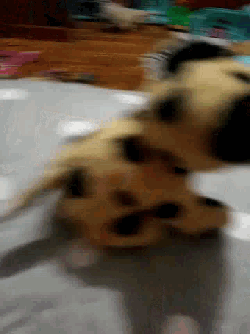 a blurry picture of a dog 's face with a white background