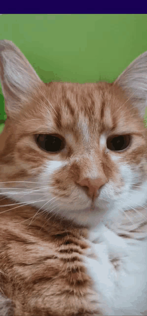 a close up of a cat 's face against a green background