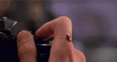 a spider is sitting on a person 's finger .