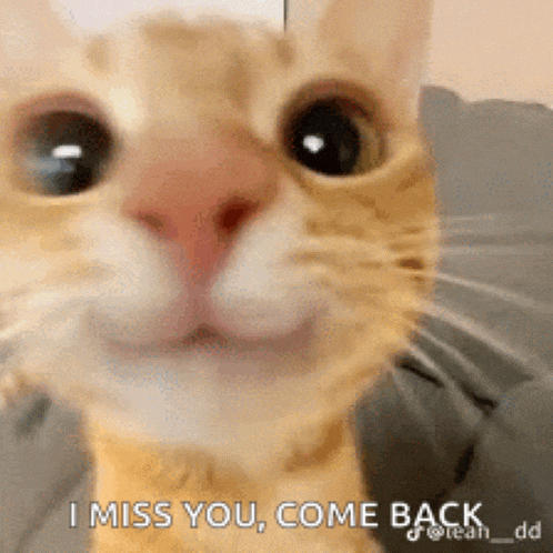 a close up of a cat 's face with the words `` i miss you , come back '' written below it .