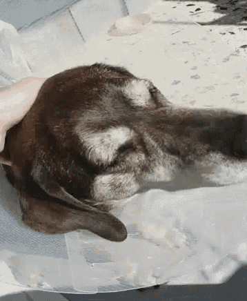 Doggy Old GIF - Doggy Old Cute GIFs