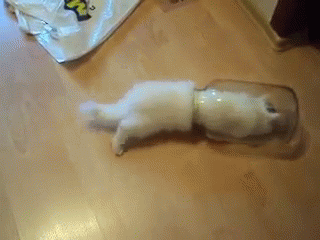 Kitty In A Jar GIF - Kitty Cat Cats GIFs