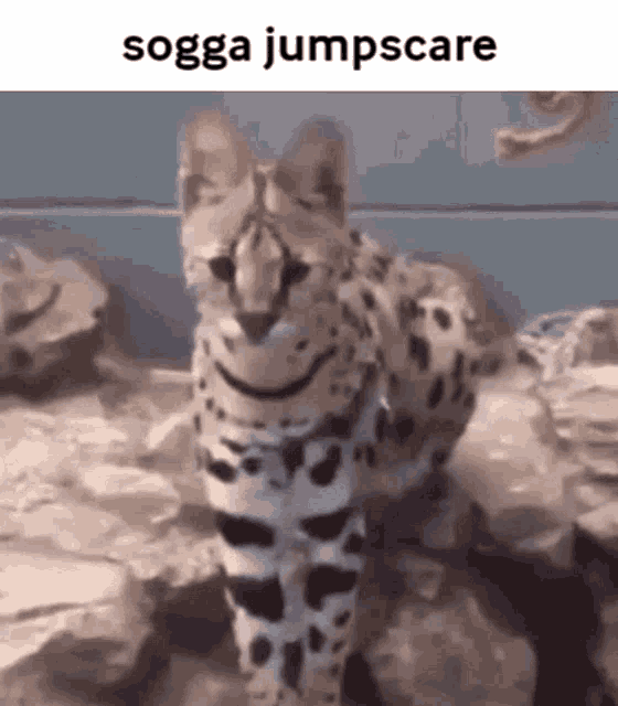 a serval cat is standing on a rocky surface wearing a pair of cow print pants .