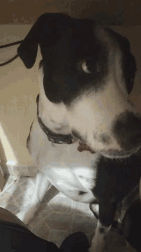 a black and white dog with a red collar is looking up at the camera
