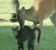 Kiss Love GIF
