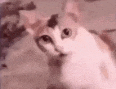 a close up of a cat looking at the camera with a blurred background .