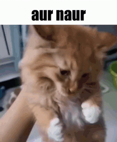 Aur Naur Oh No GIF - Aur Naur Oh No Cat GIFs