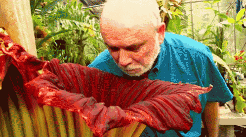 a bald man in a blue shirt is looking at a red flower