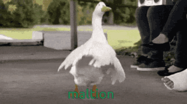 a picture of a duck with the word maltion written on it
