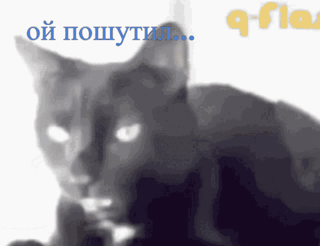 a black cat is looking at the camera with the words oi poshtuil written in blue