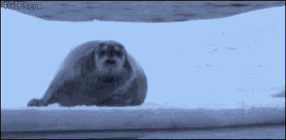 Seal Polar Bear GIF - Seal Polar Bear Ambush GIFs