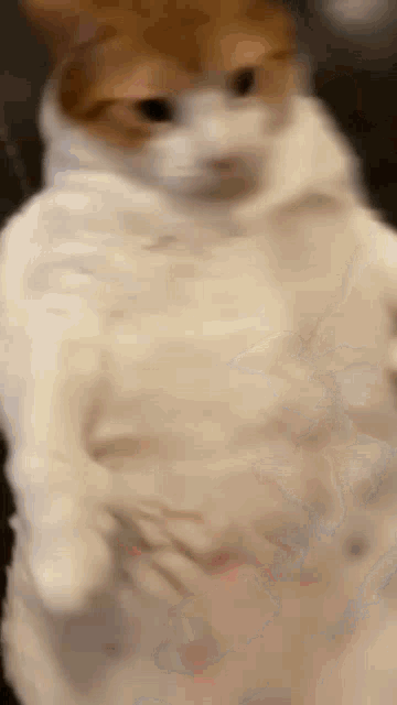 a close up of a cat wearing a hoodie .