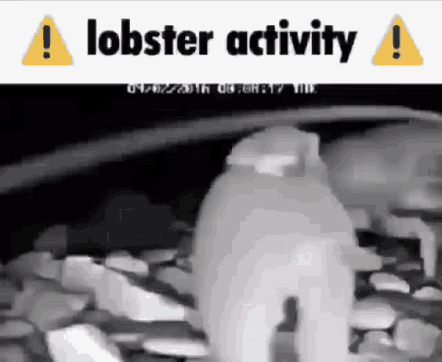 Lobster Activity GIF - Lobster Activity GIFs