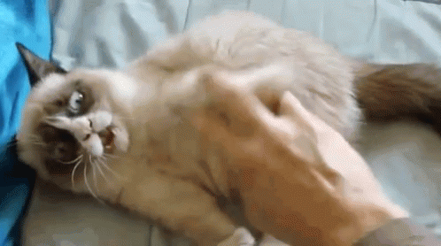 Leave Me Alone Stop GIF - Leave Me Alone Stop Cats GIFs