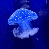 White Spotted Jellyfish Zen GIF - White Spotted Jellyfish Zen GIFs