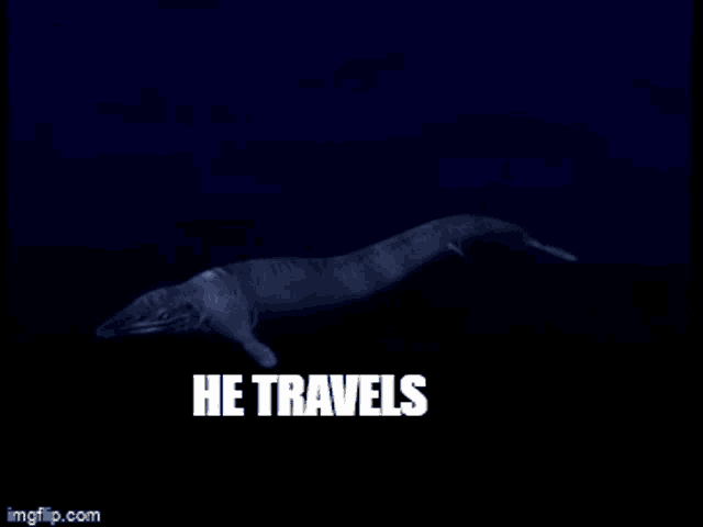 a whale is swimming in the dark with the words he travels above it