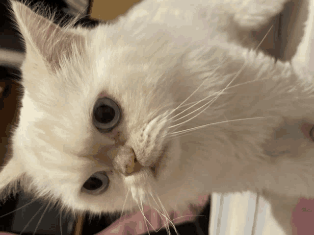 a close up of a white cat looking at the camera