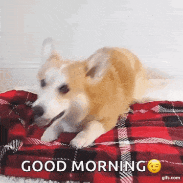 Corgi Blanket GIF - Corgi Blanket Dogs GIFs