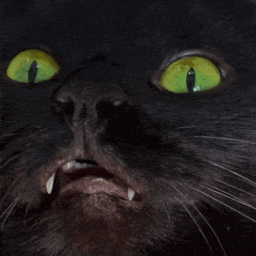 a close up of a black cat 's face with yellow eyes
