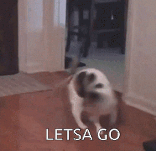Excited Cat GIF - Excited Cat Lets Go GIFs