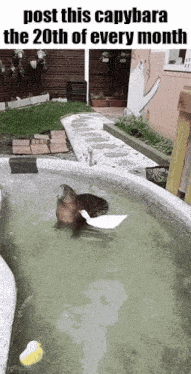 a capybara is swimming in a pool with a duck on its back .