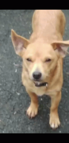 a small brown dog with a black collar is standing on a street