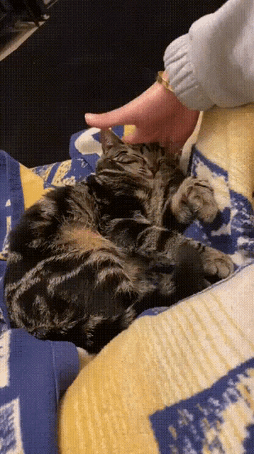 Cat Squish GIF - Cat Squish Pets GIFs