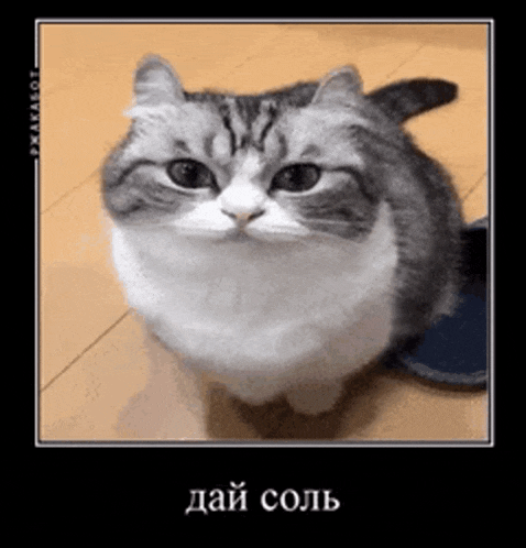 a gray and white cat is sitting on a wooden floor .