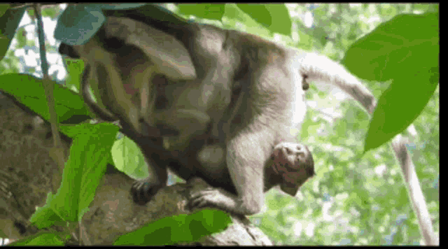 Monkey Poop GIF - Monkey Poop GIFs