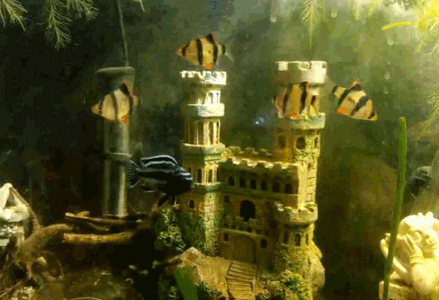 Fishy Aquarium GIF - Fishy Fish Aquarium GIFs