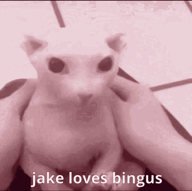 Bingus Jake Loves Bingus GIF - Bingus Jake Loves Bingus GIFs