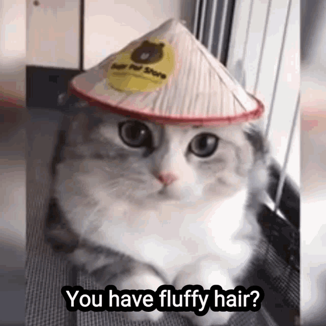 Fluffy Fluffy Hair GIF - Fluffy Fluffy Hair Cat GIFs