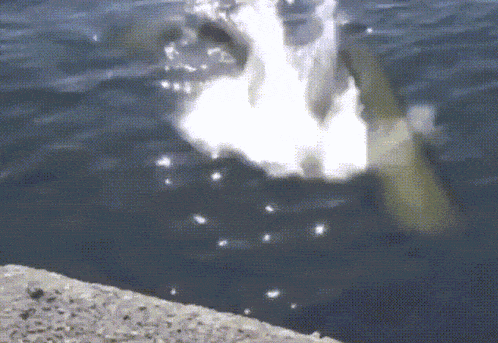 a dolphin is jumping out of the water near a rock