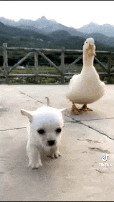 a small white dog is walking next to a white duck .