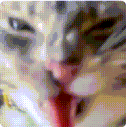 a close up of a cat 's face with its tongue hanging out