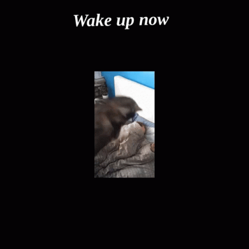 Wake Up Now You Wake Up GIF - Wake Up Now You Wake Up Dog GIFs