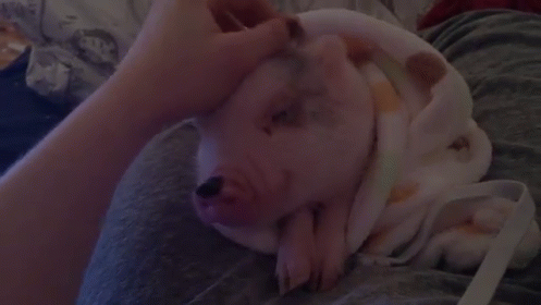 Cute Pig Squeaks When Petted GIF - Cute Pig Blanket GIFs