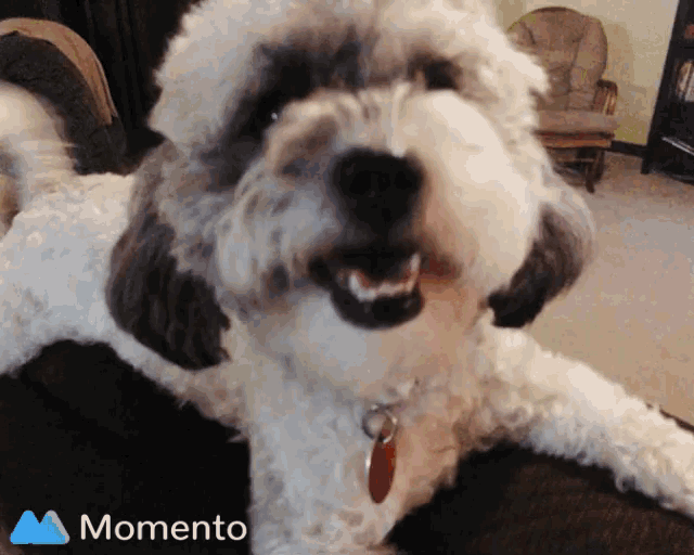a small dog is laying on a couch with a momento logo in the corner