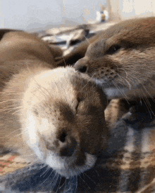 two otters are laying next to each other on a blanket and one is licking the other 's nose .