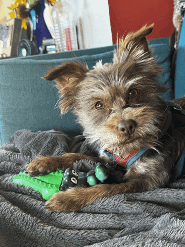 a small dog laying on a couch with a green toy in its paws